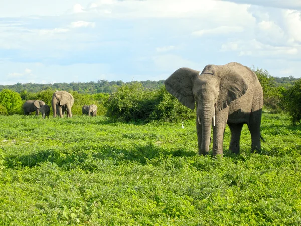 Африканские слоны в саванне, Ботсвана, Африка . — стоковое фото