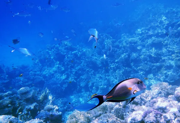 Tropické Marcel surgeonfish v Rudém moři, egypt — Stock fotografie