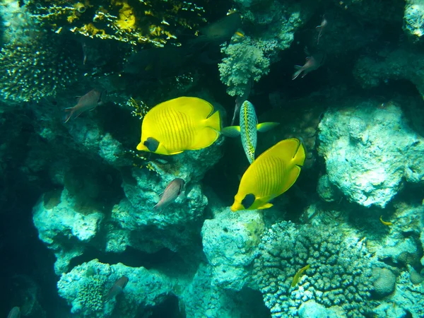 Tropische Schmetterlingsfische auf farbenfrohen Korallenriffen im Roten Meer — Stockfoto