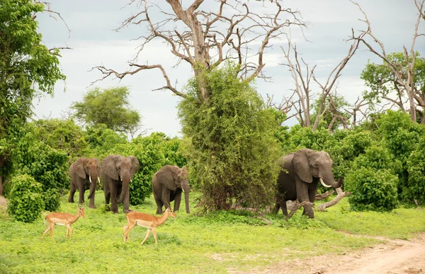 Wild elephants and impalas — Stock Photo, Image