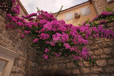 Begonviller ve Akdeniz taş duvar