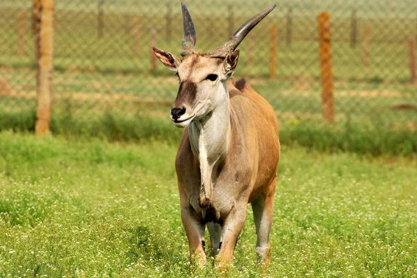 Antelope eland — Stock Photo, Image