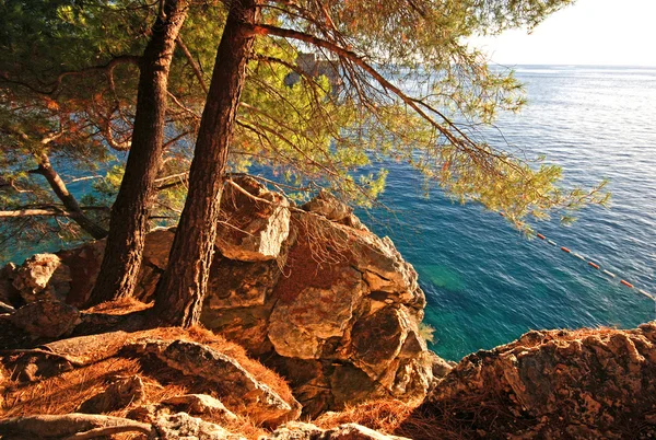 Paisagem de verão com mar Adriático e pinheiros — Fotografia de Stock