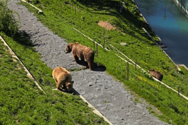 Brown bear in bear park , Bern, Switzerland. clipart