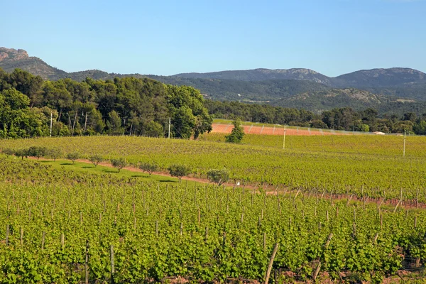 Franse wijngaard, provence — Stockfoto