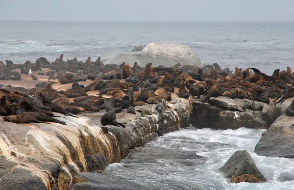 Colony of wild fur seals (South Africa) — Stock Photo, Image