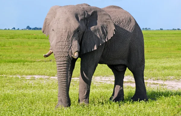 Elefante africano salvaje en sabana africana — Foto de Stock