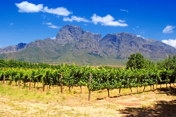 Viñedo en provincia West Cape (Sudáfrica ) — Foto de Stock