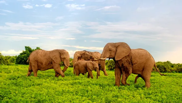 Słonie afrykańskie w Busha sawanny. Botswana, Afryka. — Zdjęcie stockowe