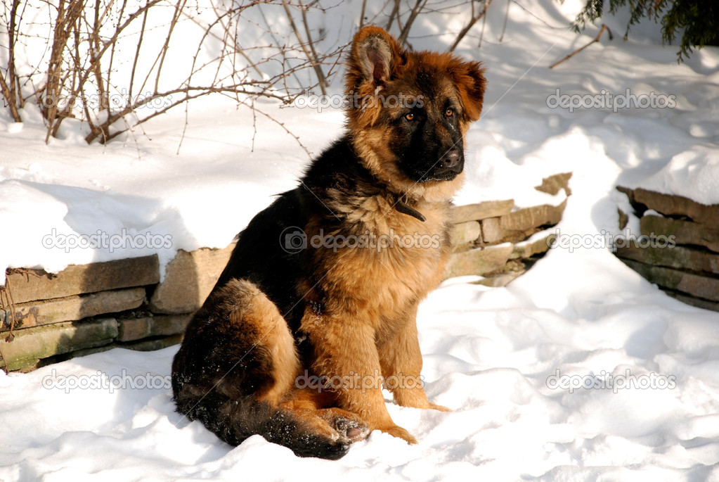 German Shepherd puppy on the snow — Stock Photo © felker #30562301