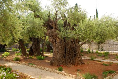 Old olives in Gethsemane garden clipart
