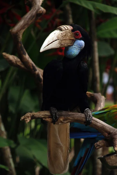 Hornbill papuano — Fotografia de Stock