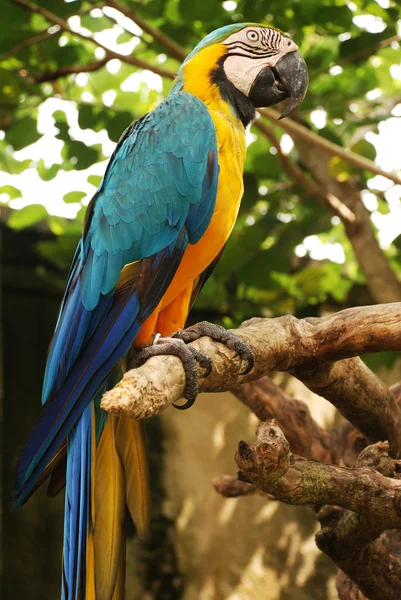 Papagaio grande (asas verdes arara ) — Fotografia de Stock