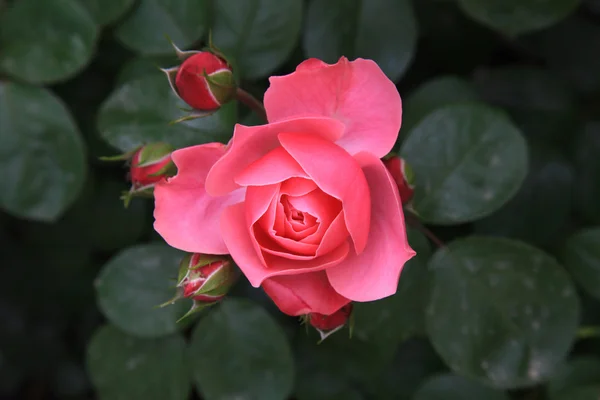 Pink rose — Stock Photo, Image