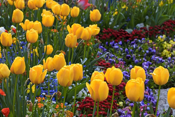 Yellow tulips and multicolored garden flowers — Stock Photo, Image