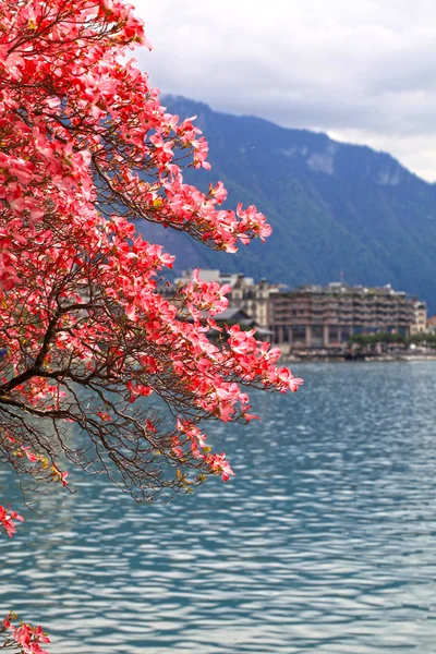 Ανθισμένα magnolia υποκατάστημα, στη λίμνη της Γενεύης, Ελβετία. — Φωτογραφία Αρχείου