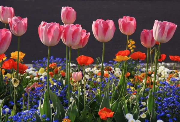 Pink tulips and multicolored garden flowers — Stock Photo, Image