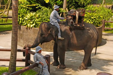 fil ve fil elephant safari Park, bali