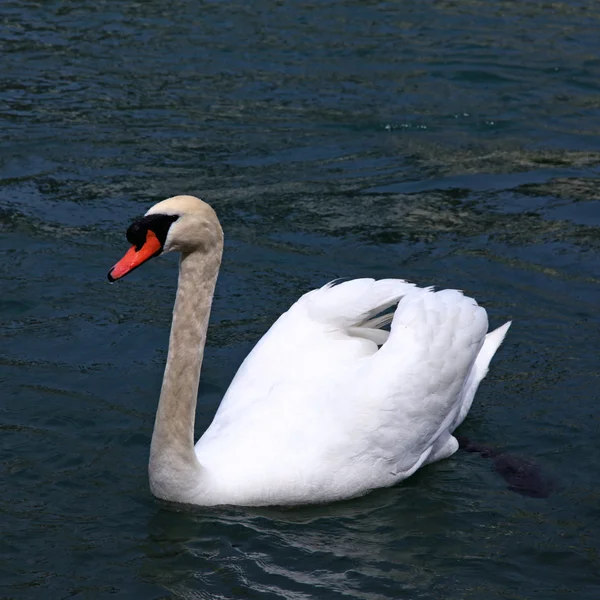 Swan on water — Stock Photo, Image