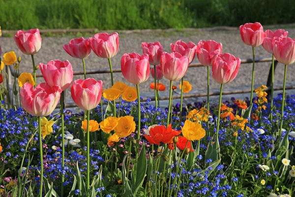 Pink tulips and multicolored garden flowers — Stock Photo, Image