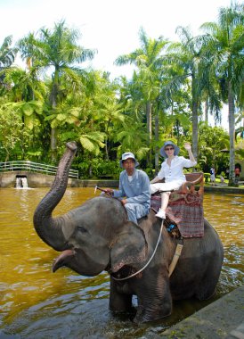 Bali fil safary Parkı.