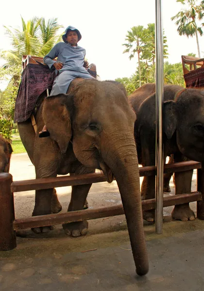 Mahout and elephant at The Elephant Safari Park, Bali — Stock Photo, Image