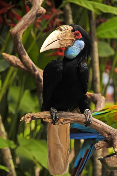 Wreathed hornbill — Stock Photo, Image