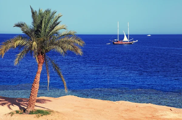 Palm tree on tropical beach — Stock Photo, Image