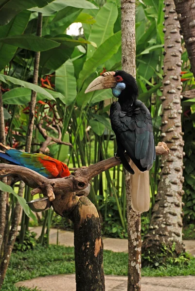 Inhöljda hornbill på filialen i regnskogen — Stock fotografie