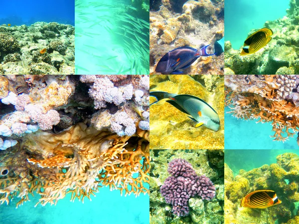 Coral and fish in the Red Sea, Egypt, Africa. — Stock Photo, Image