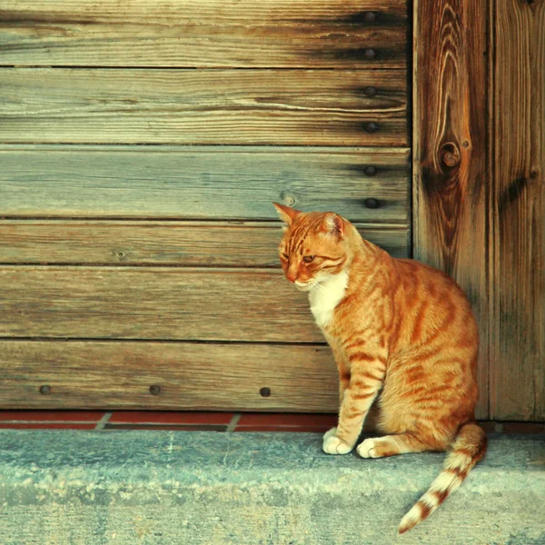 Rote Katze in Holztür (Beton, Griechenland) — Stockfoto