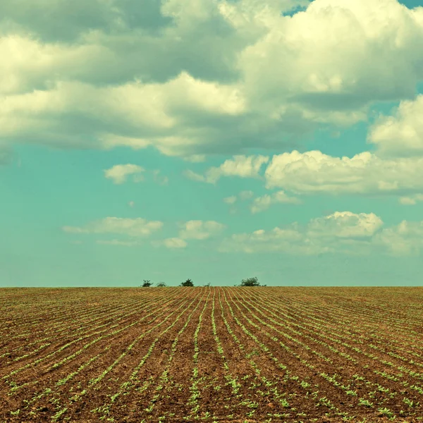 Landscape of beautiful agriculture field and blue sky — Stock Photo, Image