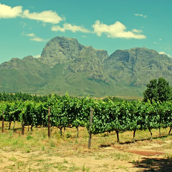 Vignoble dans la province West Cape (Afrique du Sud) ) — Photo