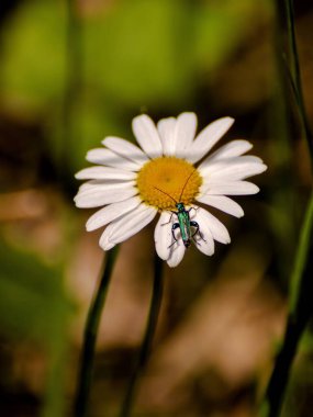 Papatyanın tepesindeki sevimli böcek.