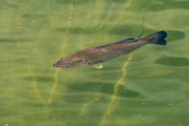 Gölün su yüzeyindeki balıklar