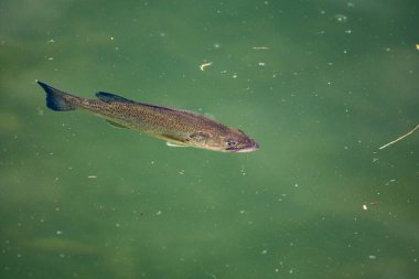 Gölün su yüzeyindeki balıklar
