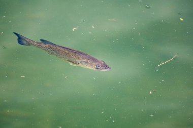 Gölün su yüzeyindeki balıklar