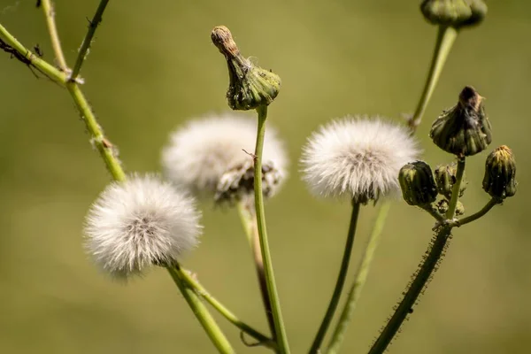 Sonchus Oleraceus Flores Primeiro Plano — Fotografia de Stock