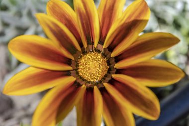 Ön planda güzel Gazania çiçeği