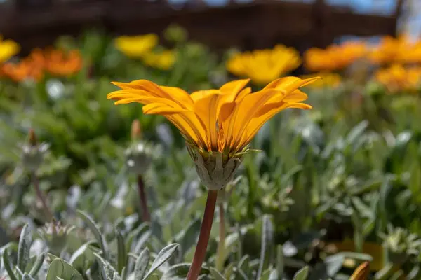 Vackra Gazania Blomma Förgrunden — Stockfoto