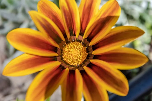 Vackra Gazania Blomma Förgrunden — Stockfoto