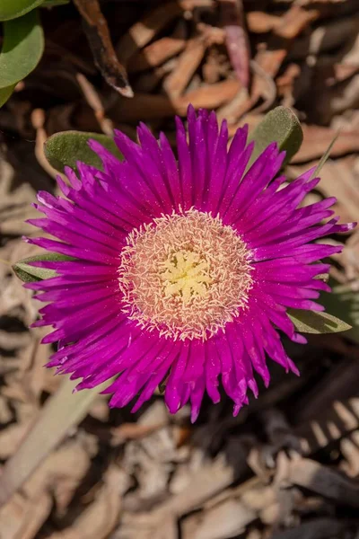 Close Uma Flor Carpobrotus Edulis — Fotografia de Stock