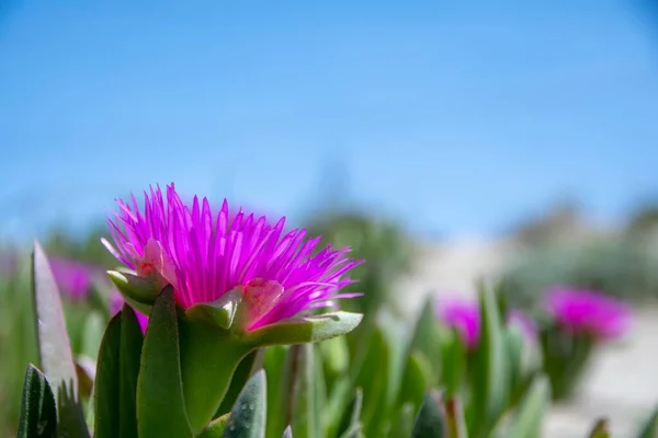 Carpobrotus Edulis花のクローズアップ — ストック写真