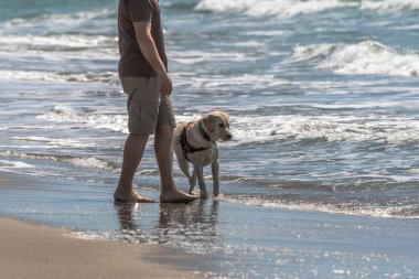 Köpek sahil kıyısında sahibinin tasmasıyla yürüyor.