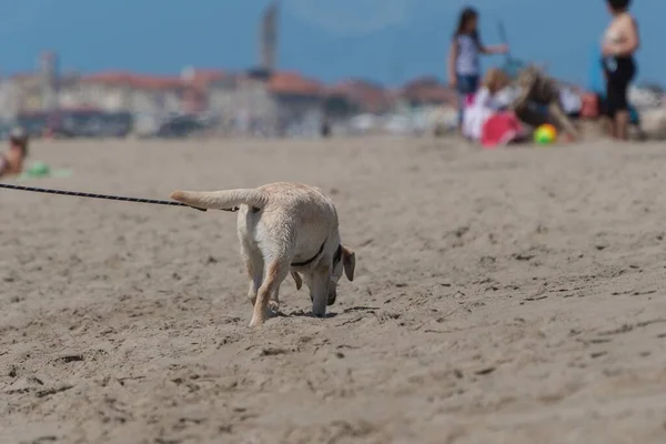 Dog Walking Beach Leash Master — Stock Photo, Image