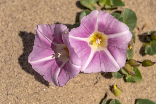 Close Belas Flores Brancas Ipomea — Fotografia de Stock