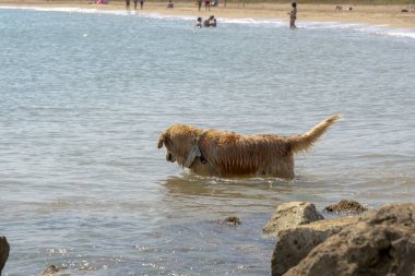 Denizdeki köpek kayaların yanındaki suda eğleniyor.