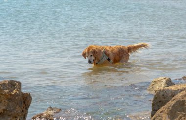 Denizdeki köpek kayaların yanındaki suda eğleniyor.