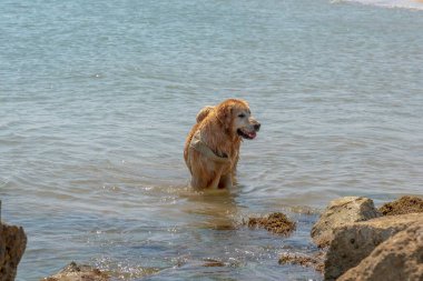 Denizdeki köpek kayaların yanındaki suda eğleniyor.