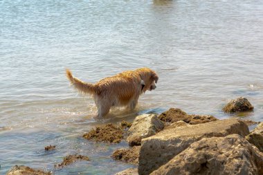 Denizdeki köpek kayaların yanındaki suda eğleniyor.